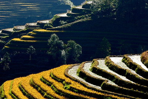 Longji Rice Terraces in Longsheng