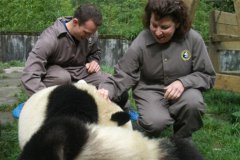 4 Days Chengdu and Panda Volunteer Program Tour