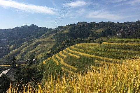 One Day Longji Rice Terraces Seat-in-Coach (Bus) Group Tour