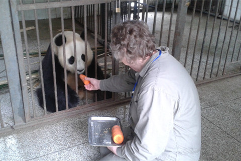 4 Days Chengdu and Panda Volunteer Program Tour