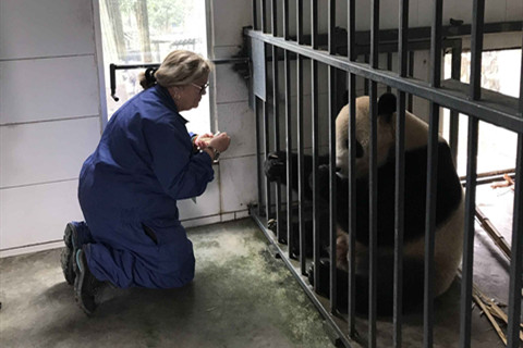 One Day Panda Volunteer Program as Keeper at Dujiangyan Base