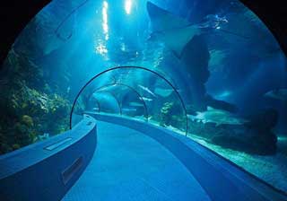 Shanghai Ocean Aquarium