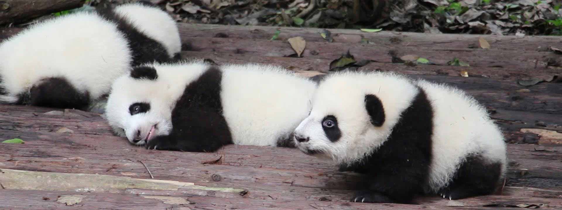See Giant Panda, China Family Tours